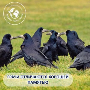 «Удивительное рядом: Предвестники весны»